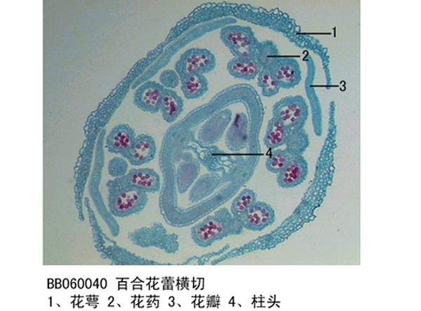 百合花茁橫切