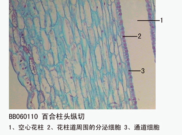 百合柱頭縱切