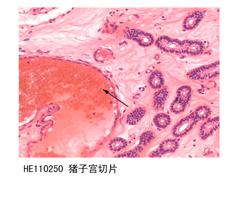 生殖系統(tǒng)