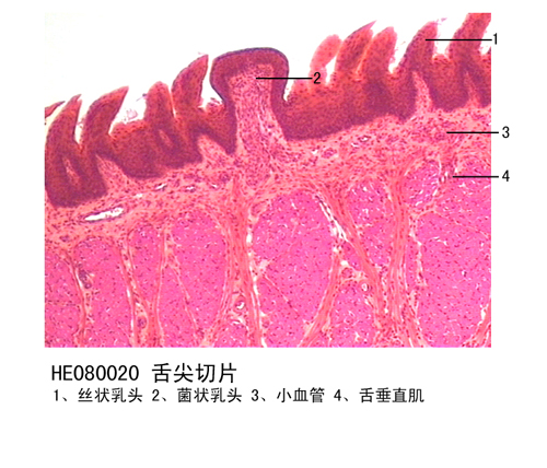 消化系統(tǒng)