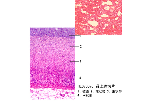 內(nèi)分泌系統(tǒng)