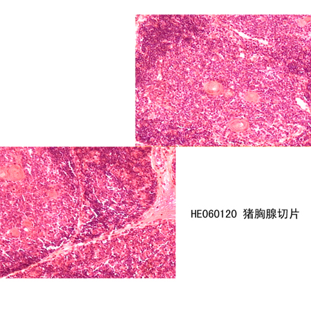 免疫系統(tǒng)