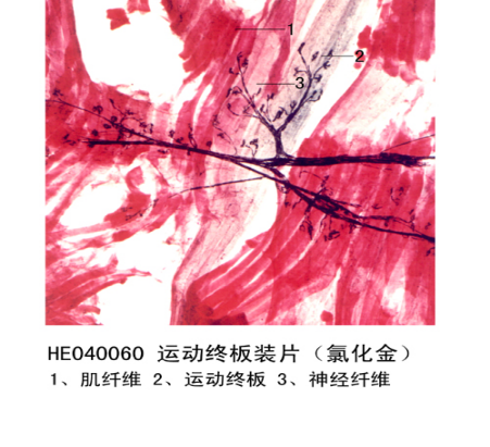 神經(jīng)組織和系統(tǒng)