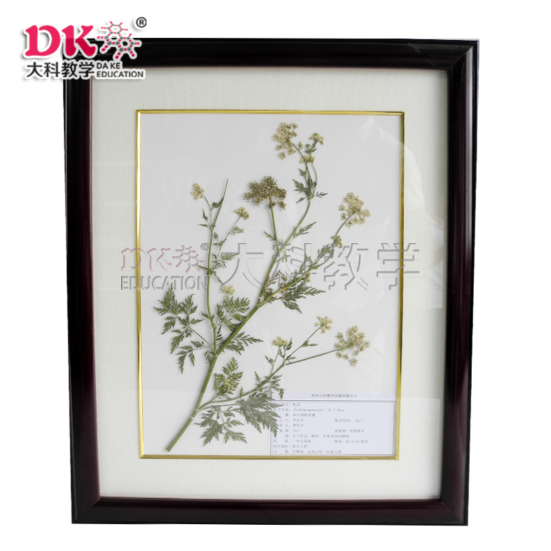 植物標(biāo)本系列