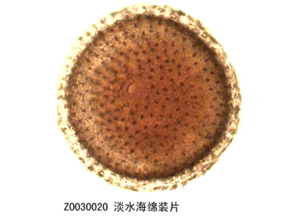 淡水海綿裝片