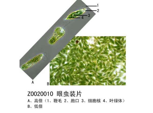 生物玻片標(biāo)本采用非切片法的幾種類型