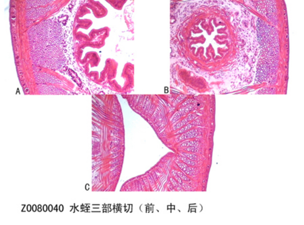 水蛭三部橫切（前、中、后）