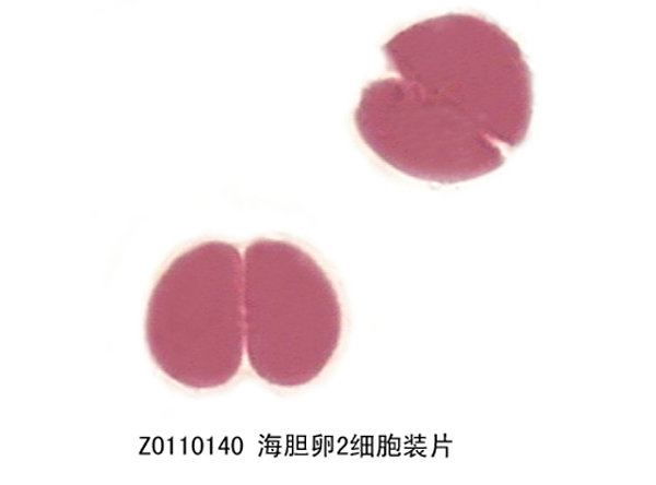 海膽卵2細(xì)胞裝片