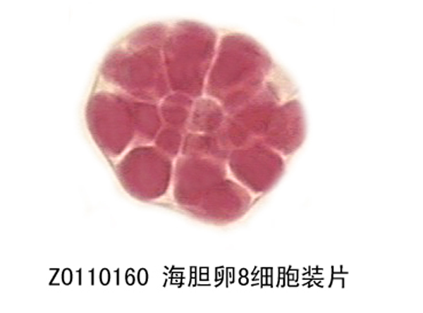 海膽卵8細(xì)胞裝片