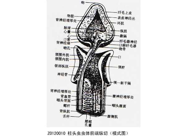 柱頭蟲(chóng)蟲(chóng)體前端縱切