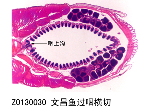 文昌魚(yú)過(guò)咽橫切
