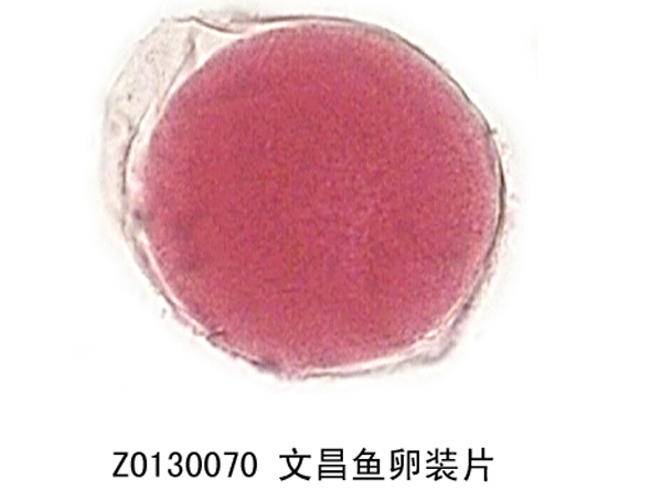 文昌魚(yú)卵裝片
