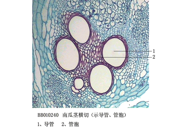 舟瓜莖橫切（示導(dǎo)管、管胞)
