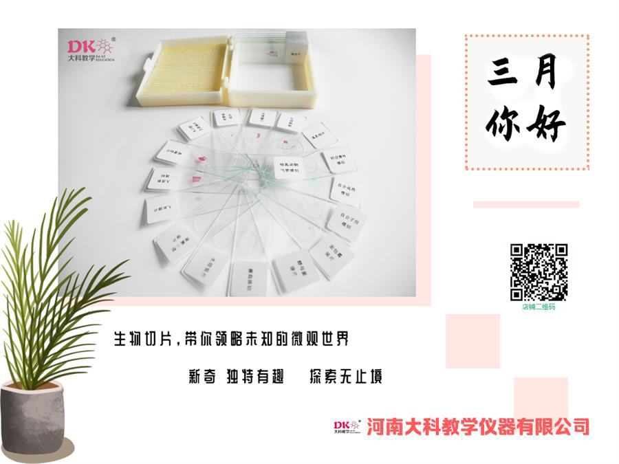 切片標(biāo)本簡(jiǎn)易植物細(xì)胞切片的染色方法