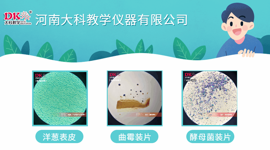 如何才能較好的保存昆蟲標(biāo)本