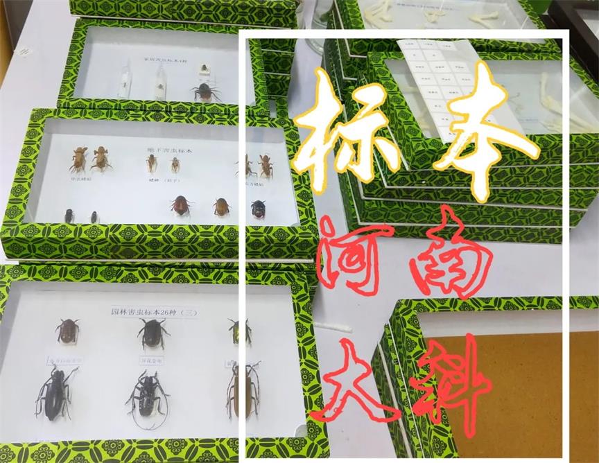 簡單制作生物標(biāo)本、切片的方法